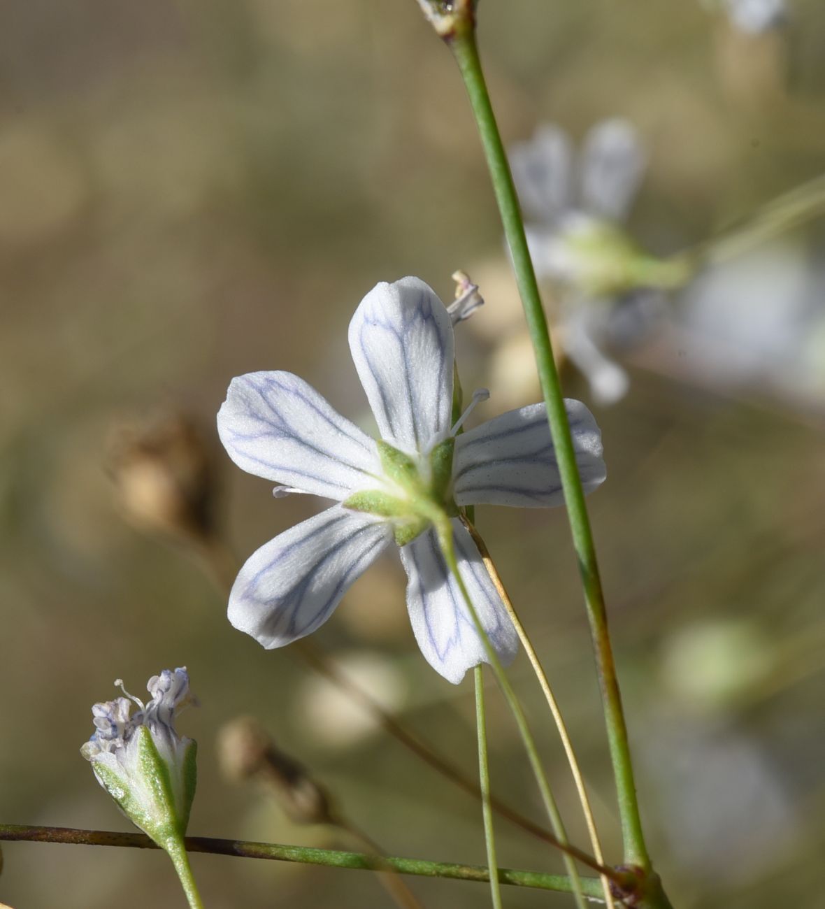 Image of Gypsophila elegans specimen.