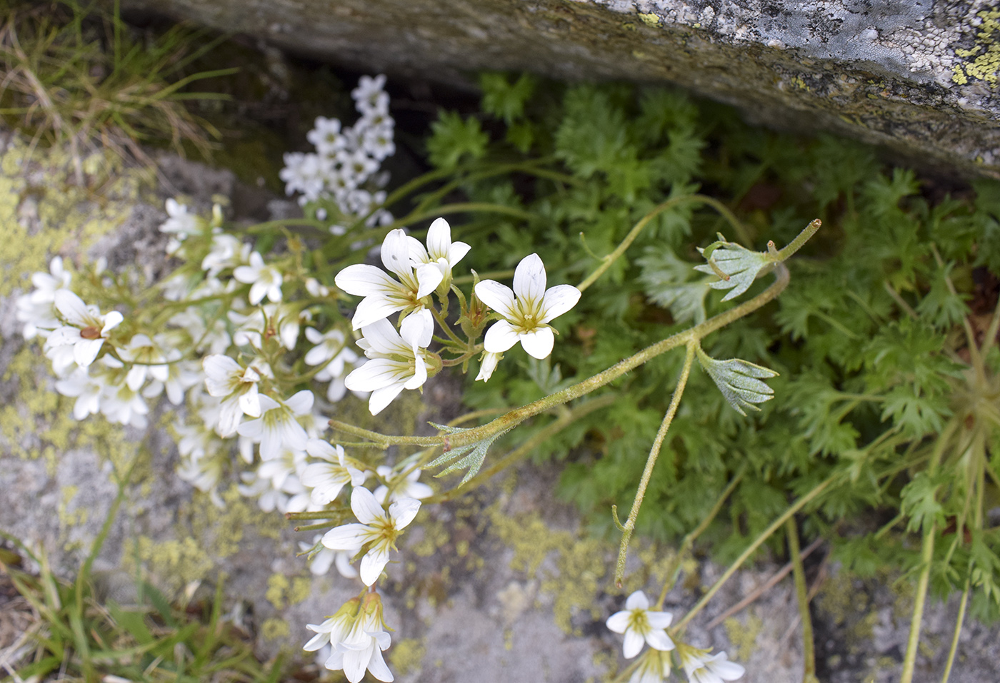 Изображение особи Saxifraga geranioides.