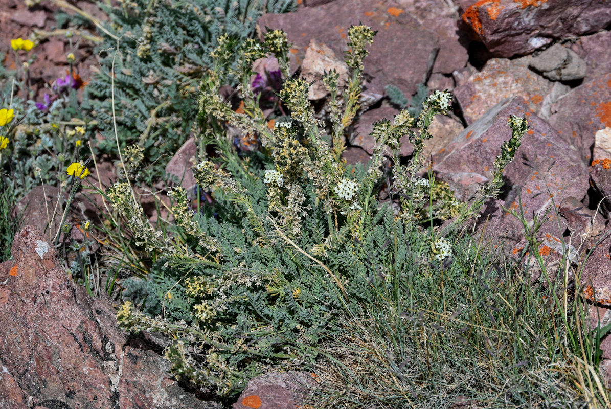 Image of Smelowskia calycina specimen.