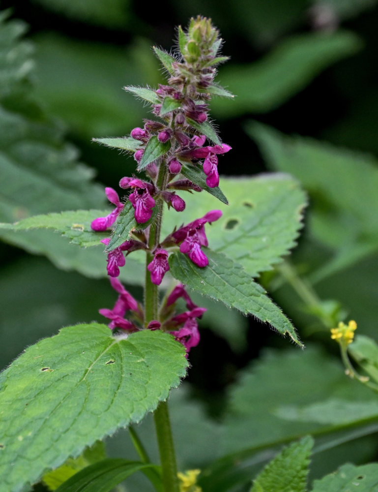 Изображение особи Stachys sylvatica.