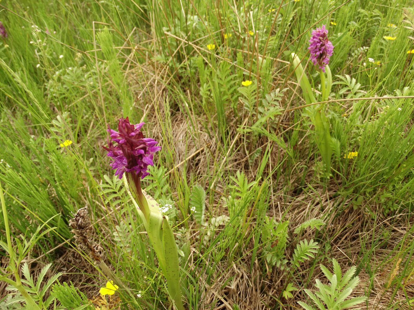 Изображение особи Dactylorhiza incarnata.