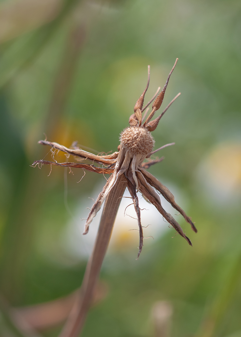 Изображение особи Urospermum picroides.