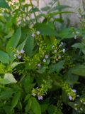 Смотреть изображение Veronica anagallis-aquatica