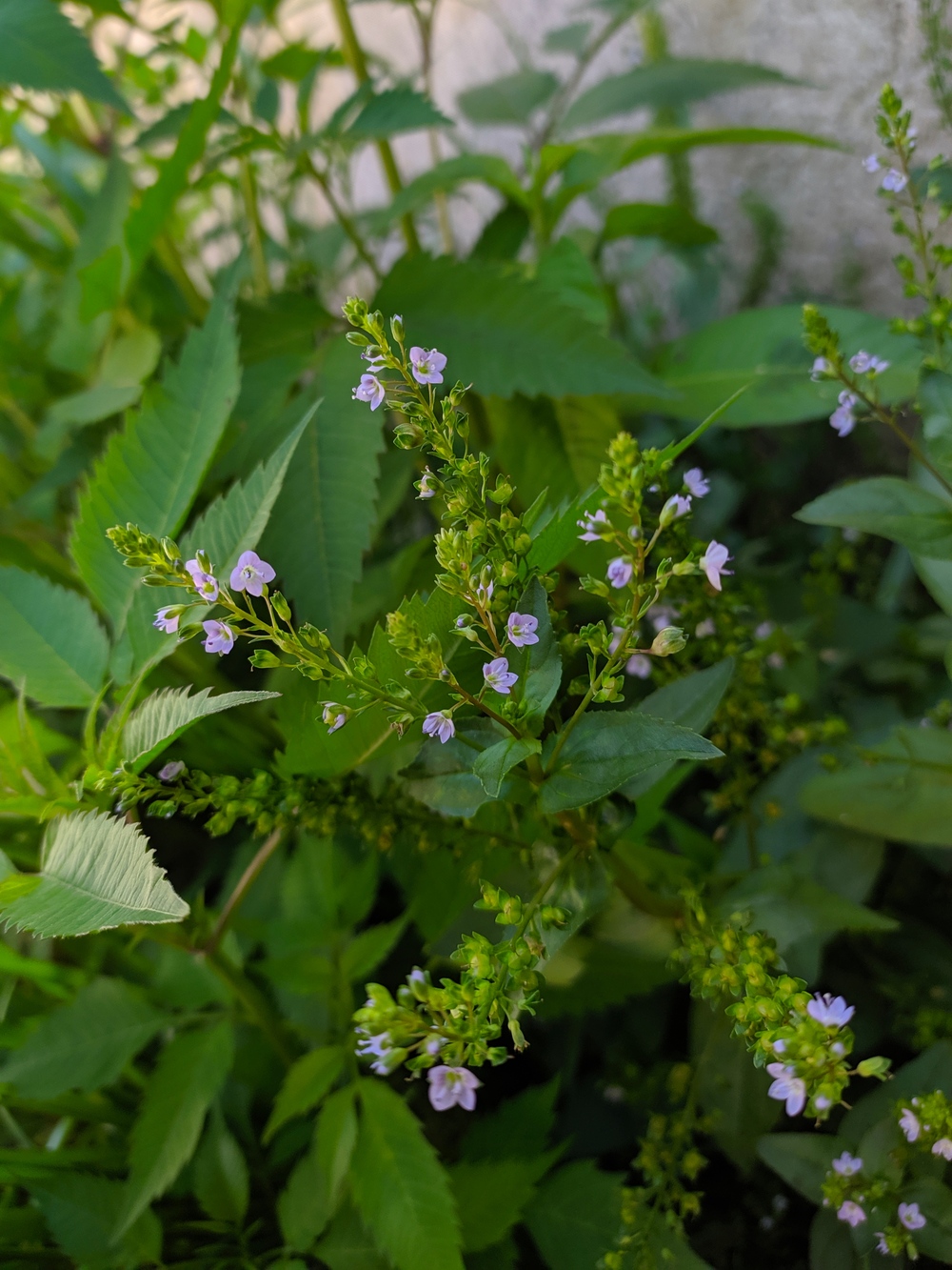 Изображение особи Veronica anagallis-aquatica.