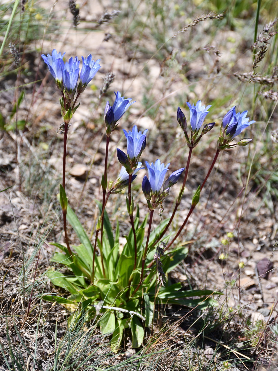 Изображение особи Gentiana olivieri.