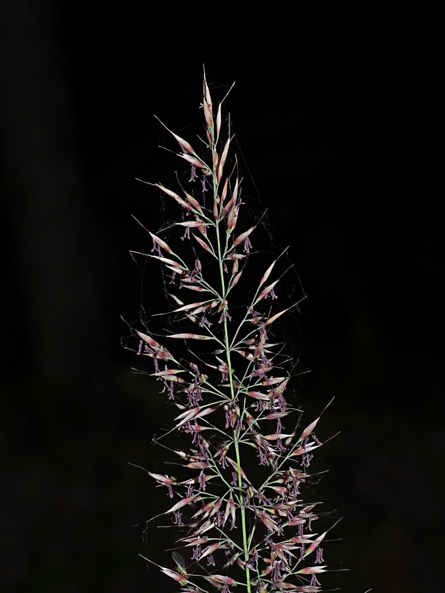 Image of Calamagrostis arundinacea specimen.