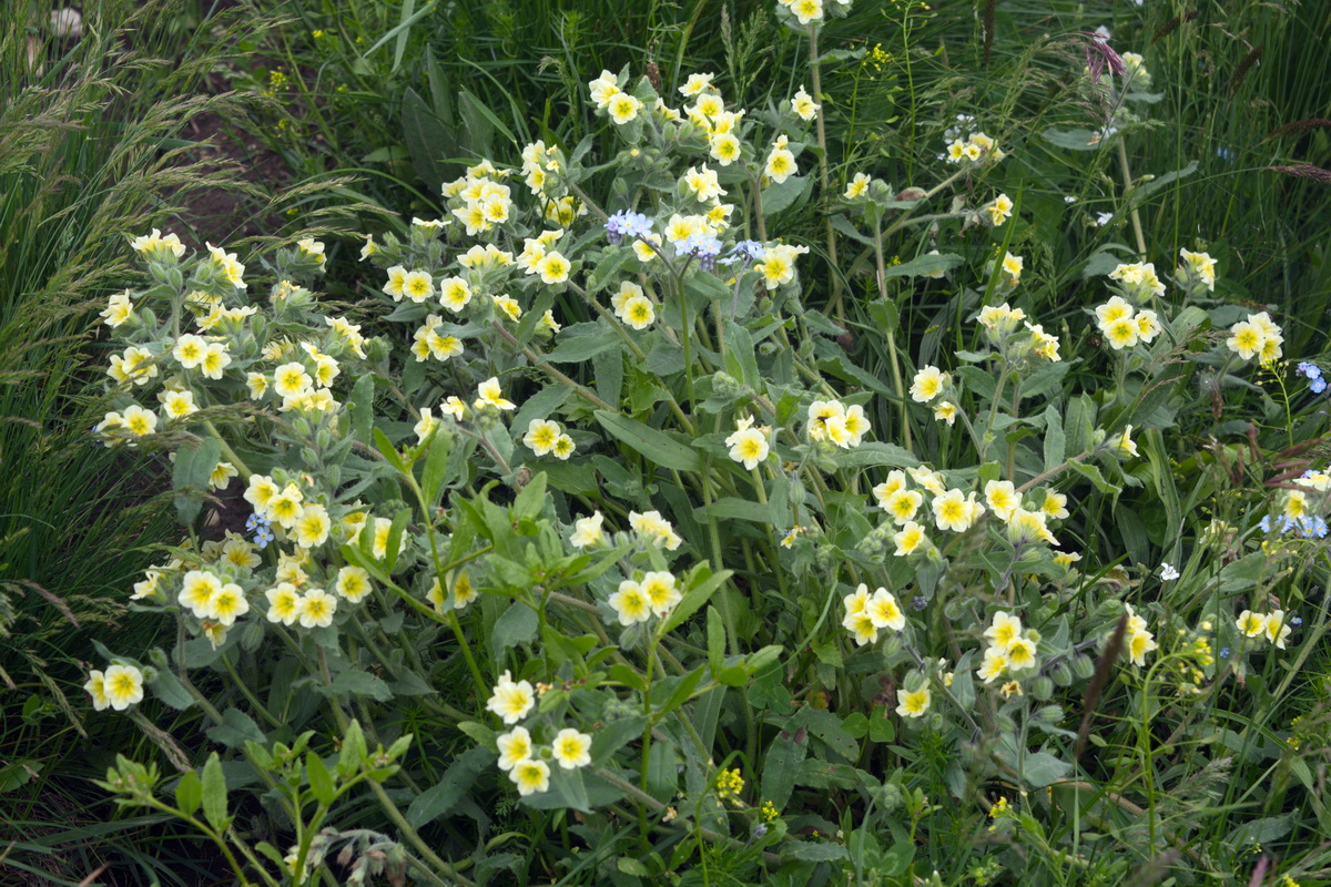 Image of Nonea alpestris specimen.