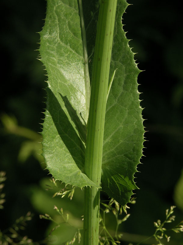 Image of Sonchus arvensis ssp. uliginosus specimen.