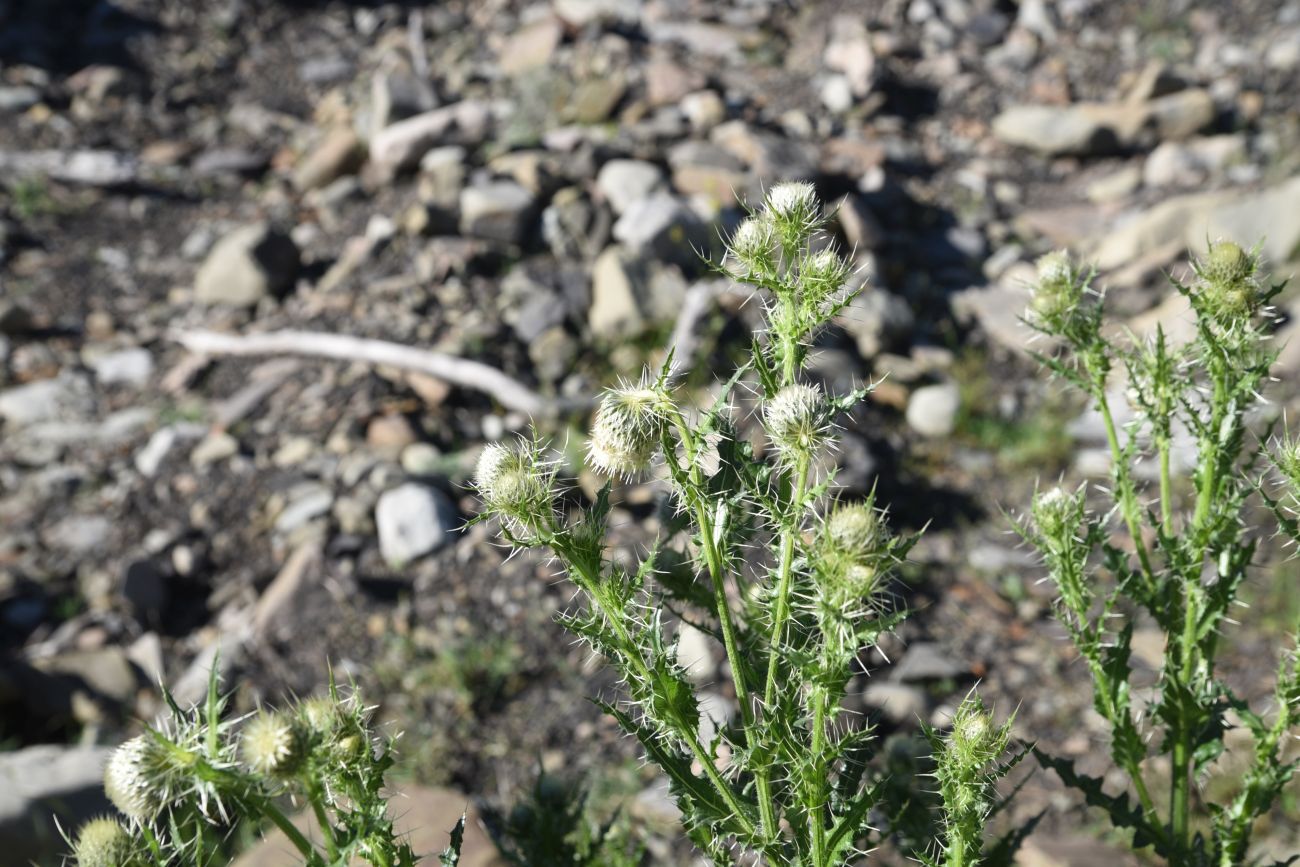 Изображение особи Cirsium echinus.