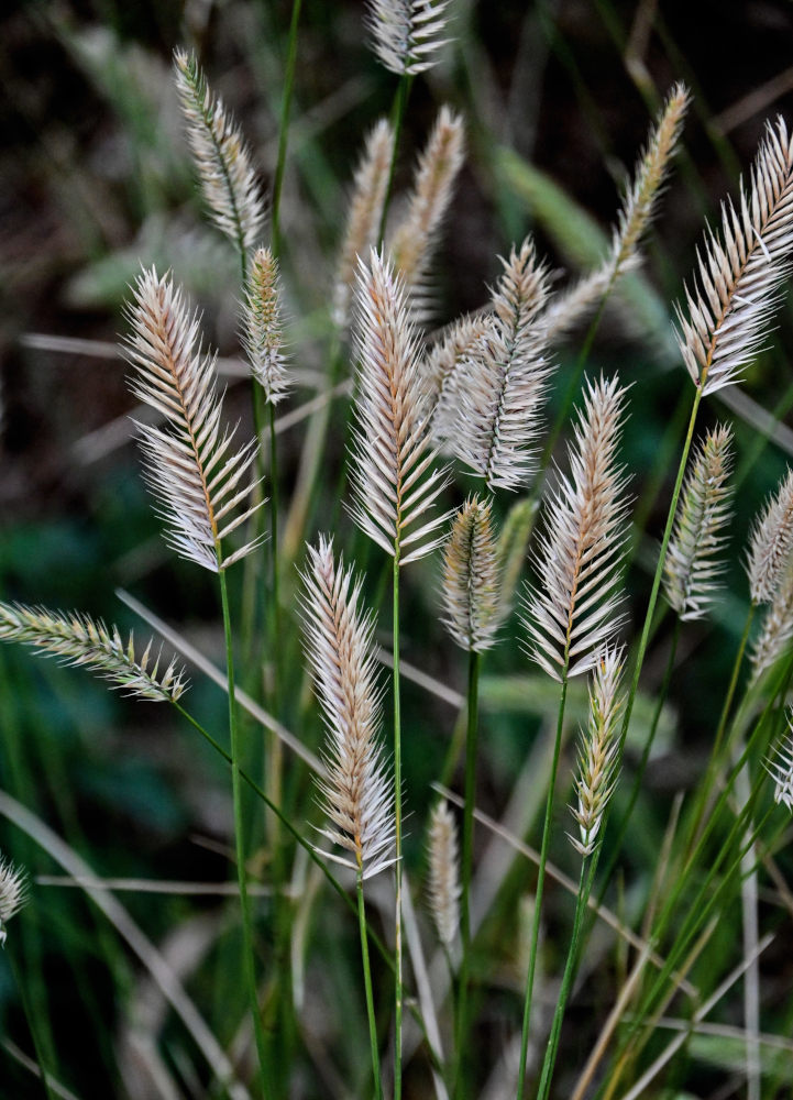 Image of Agropyron pectinatum specimen.