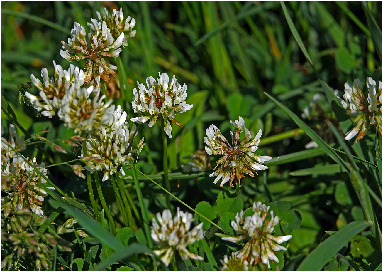 Image of Trifolium repens specimen.