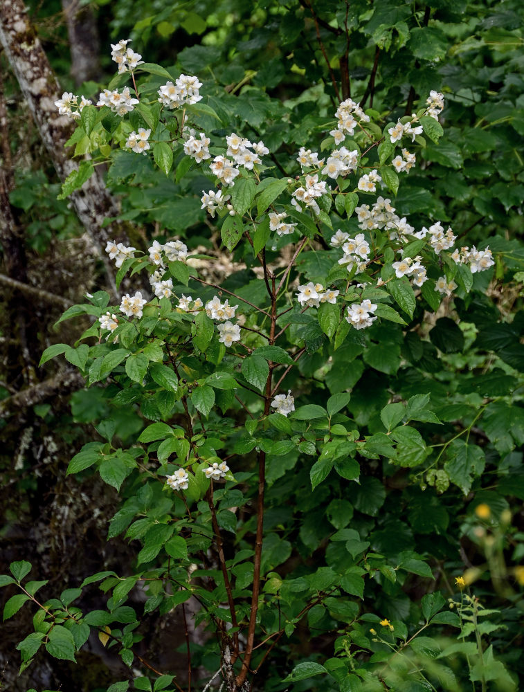 Image of Philadelphus caucasicus specimen.