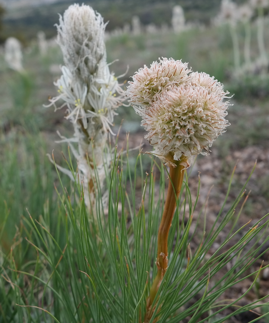 Image of Asphodeline taurica specimen.