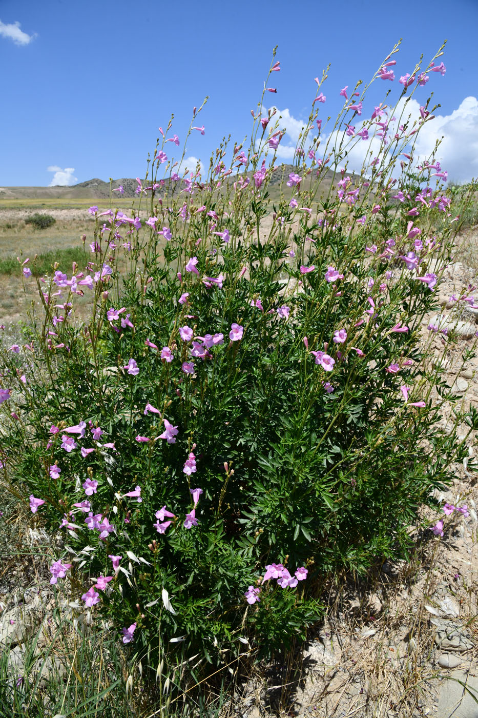 Image of Incarvillea olgae specimen.