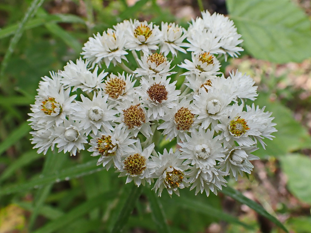 Image of Anaphalis margaritacea specimen.