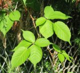 Rubus allegheniensis. Часть побега с листьями и шипами. Московская обл., окр. г. Электрогорск, дачный участок, в культуре. 10.08.2024.