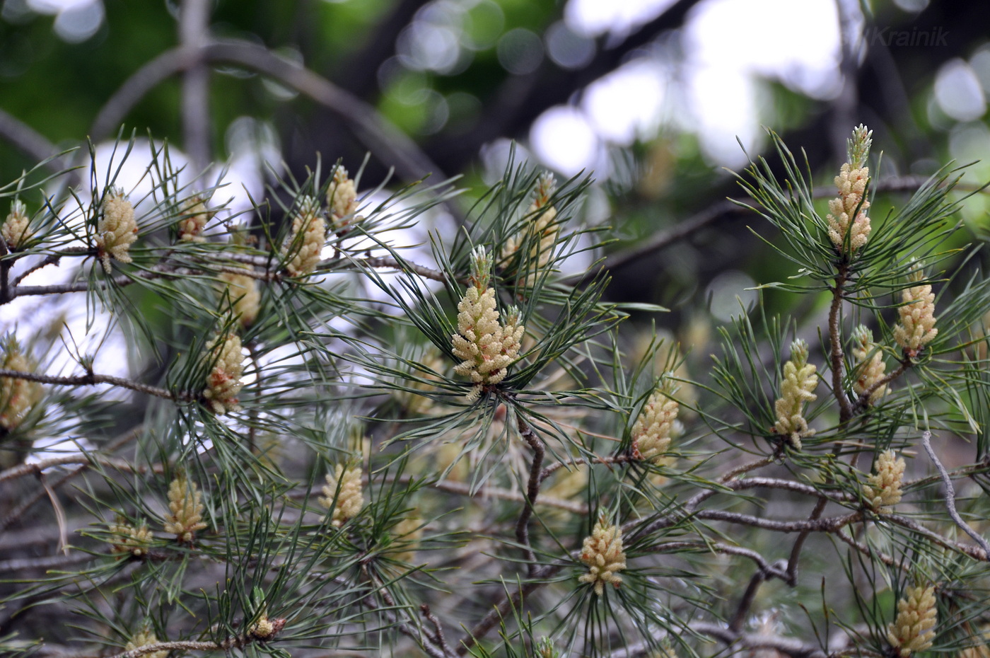 Image of genus Pinus specimen.