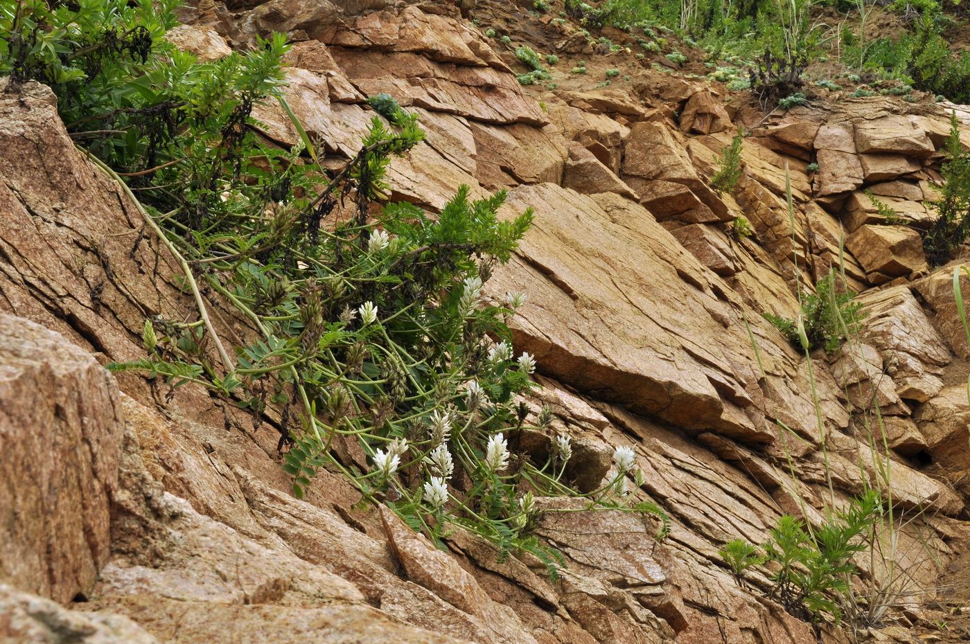 Изображение особи Astragalus marinus.