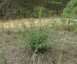 Vincetoxicum hirundinaria. Вегетирующее многолетнее растение в сообществе с Artemisia spp. и злаками (на заднем плане цветущее растение Solidago virgaurea). Нижегородская обл., Навашинский г. о., в р-не оз. Свято, преимущественно сосновый лес на дюнах, обочина грунтовой дороги. 04.08.2024.