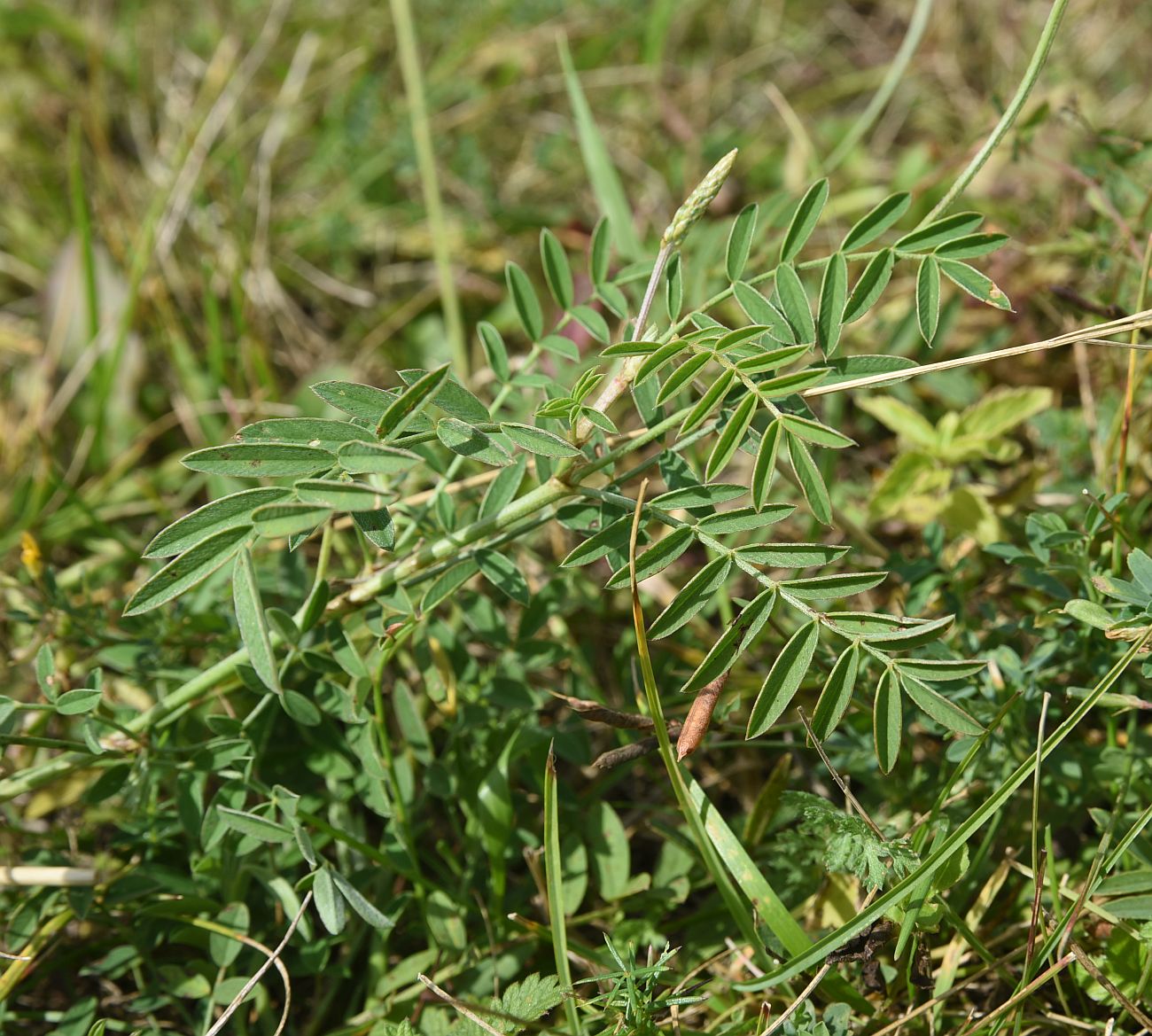 Image of genus Onobrychis specimen.