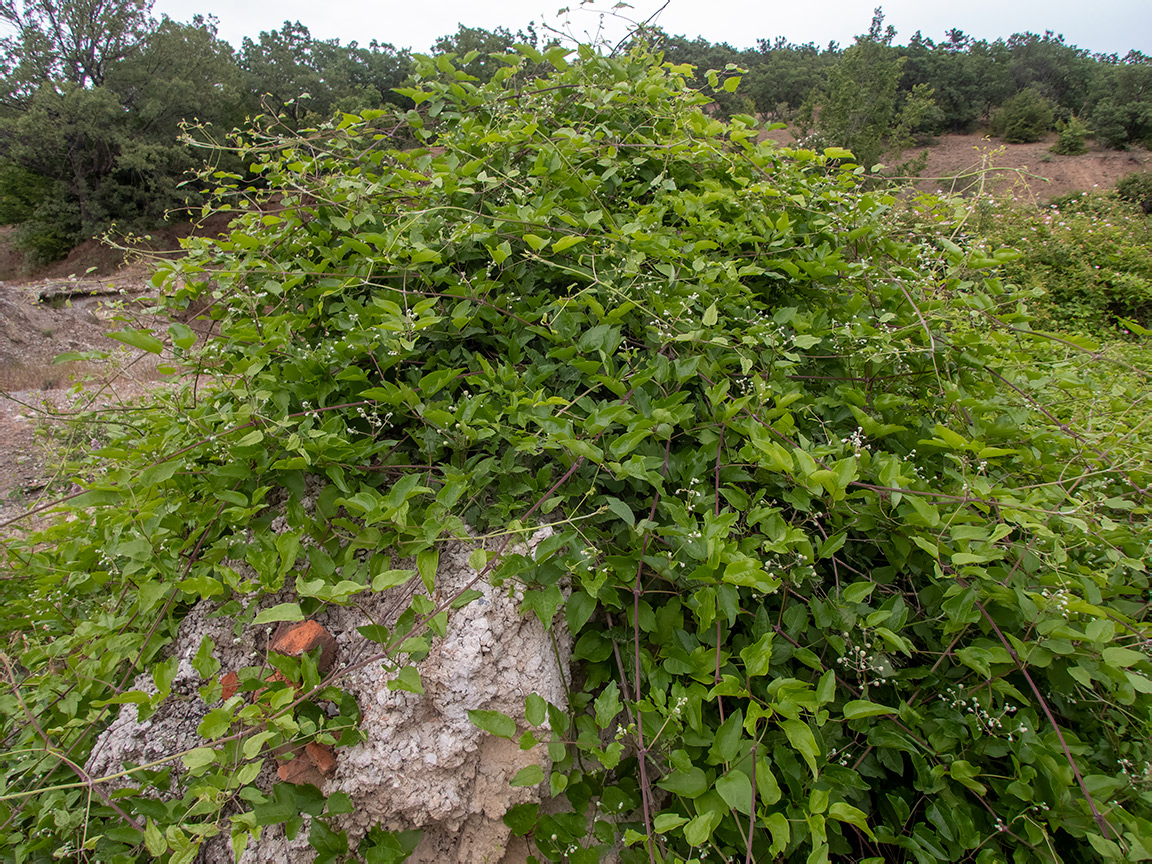 Изображение особи род Clematis.