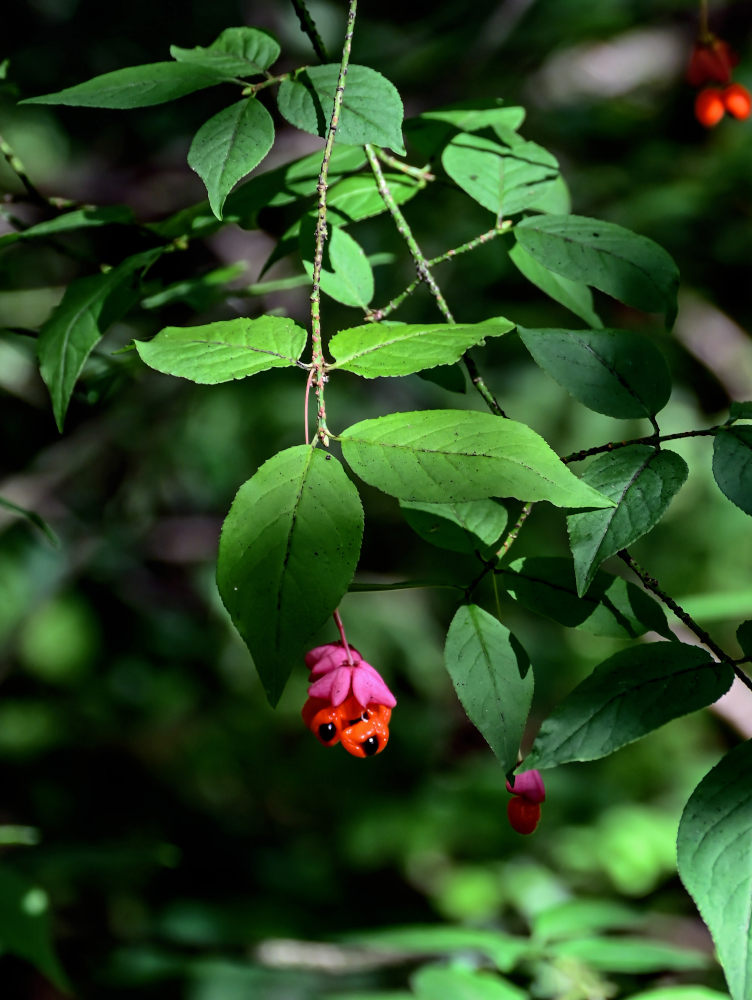 Изображение особи Euonymus verrucosus.