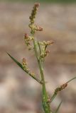 genus Atriplex. Верхушка цветущего растения. Ленинградская обл., Ломоносовский р-н, окр. Шепелёвского маяка; п-ов Каравалдай, берег Финского залива, зона заплеска, каменистый пляж. 30.06.2024.