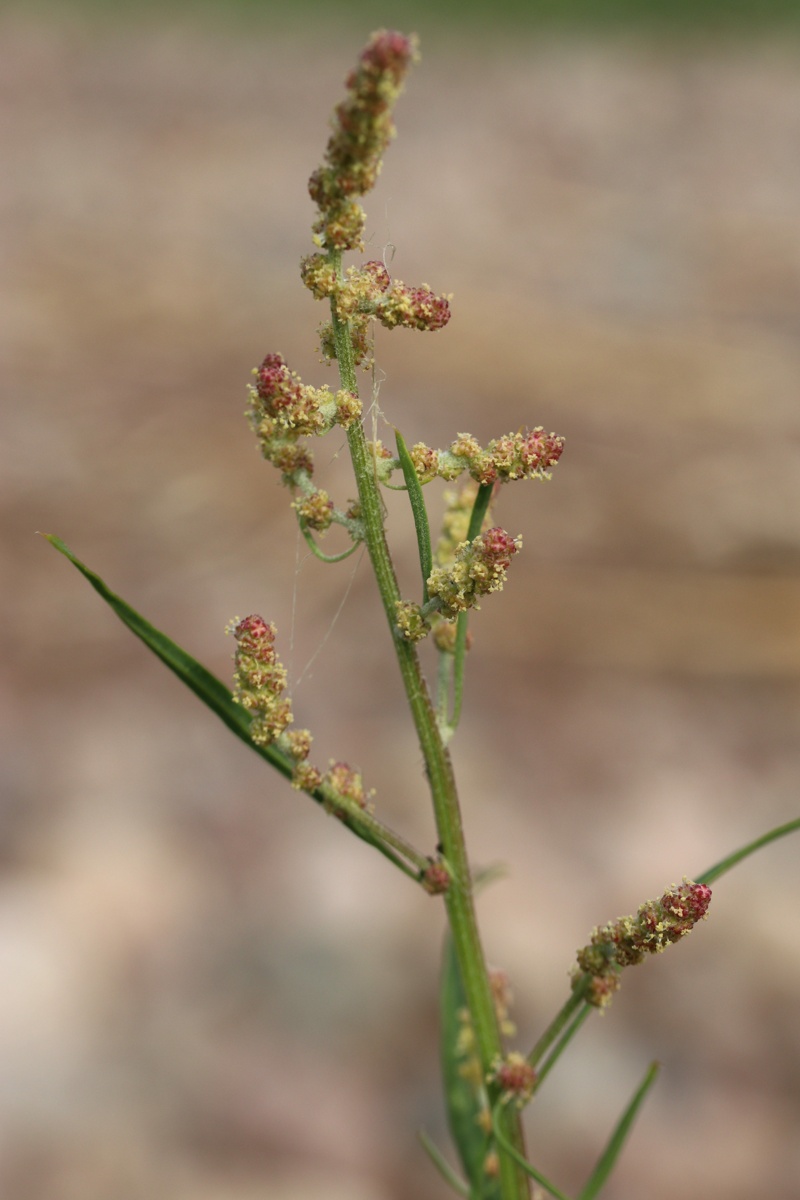 Image of genus Atriplex specimen.