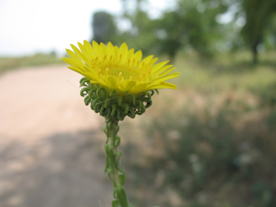 Изображение особи Grindelia squarrosa.