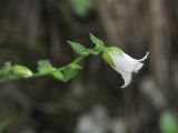 Campanula alliariifolia. Верхушка цветущего растения. Грузия, Самцхе-Джавахети, окр. церкви Серафима Саровского, правый борт Боржомского ущелья, на скале. 28 мая 2018 г.