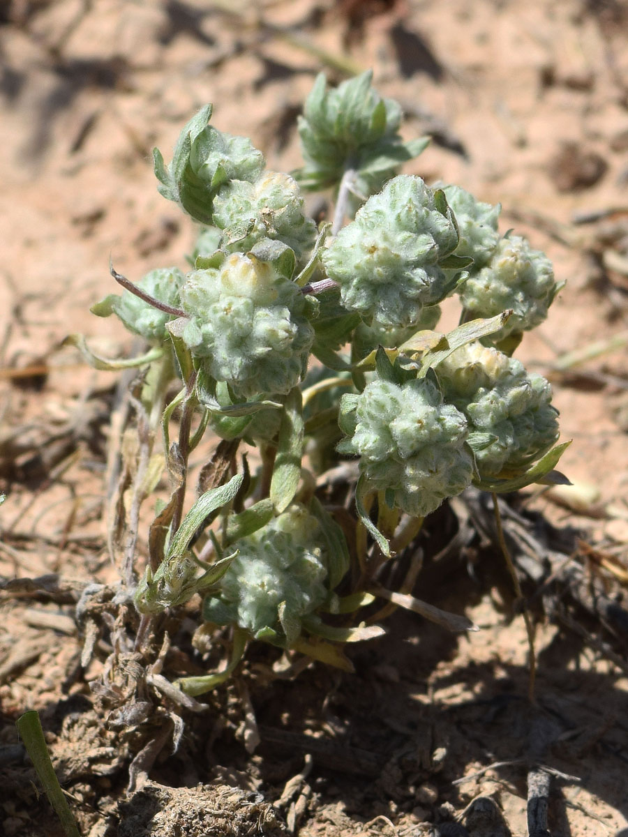 Image of Cymbolaena griffithii specimen.