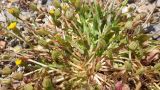 Hedypnois rhagadioloides