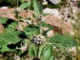 Phlomis sewerzowii