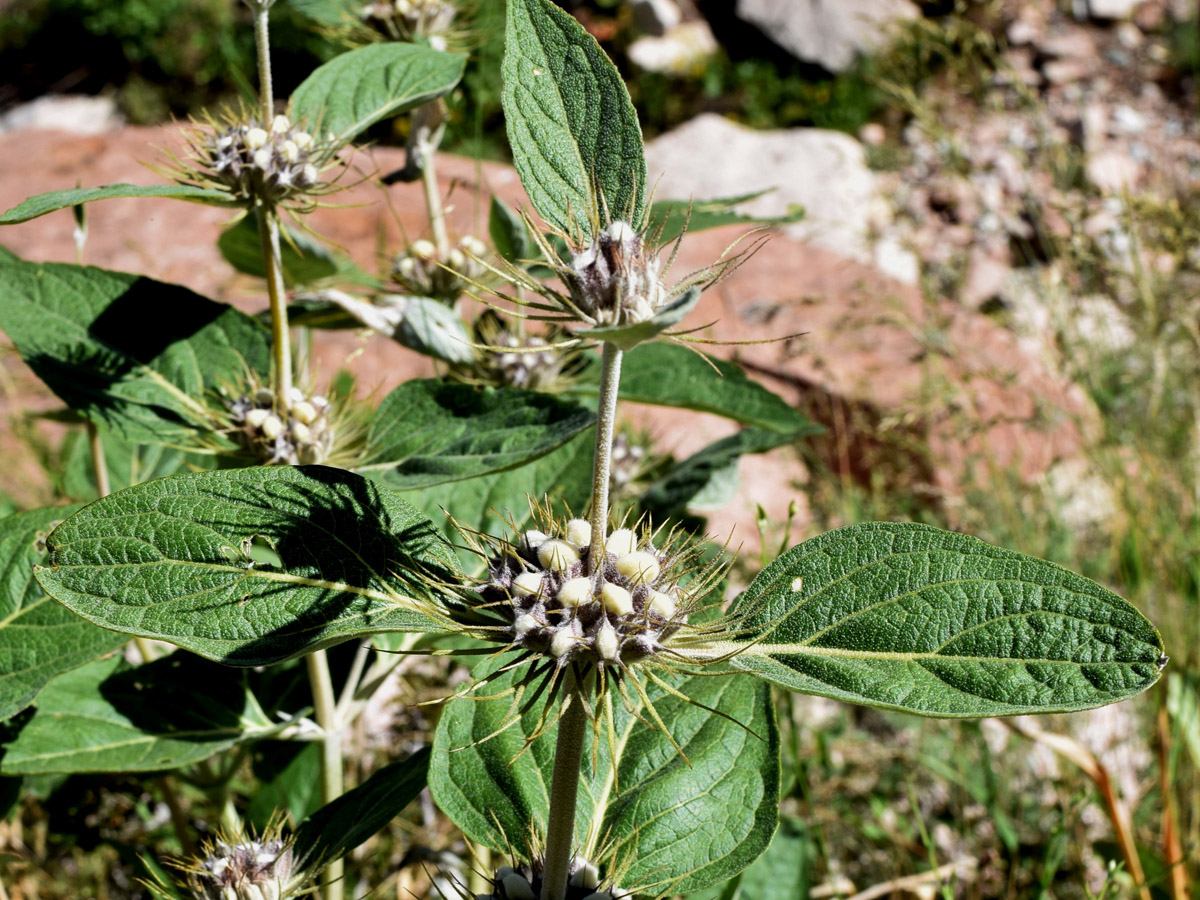 Изображение особи Phlomis sewerzowii.