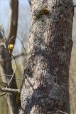 Смотреть изображение Acer platanoides