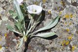 View full-size image Convolvulus lineatus