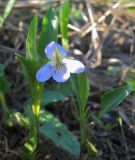 Viola pumila