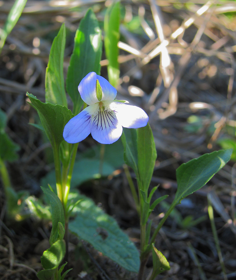 Image of Viola pumila specimen.