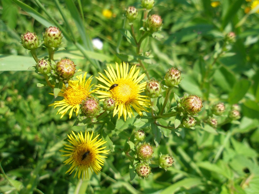 Image of Inula aspera specimen.