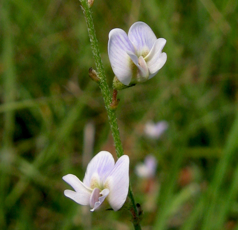 Изображение особи Astragalus austriacus.