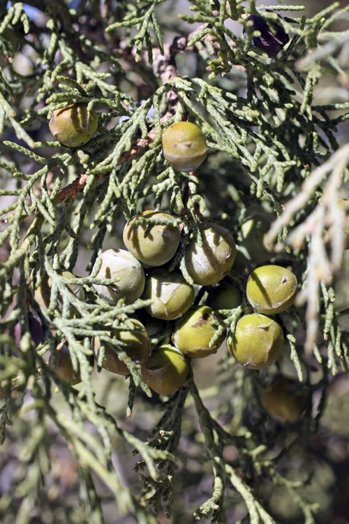 Image of Juniperus seravschanica specimen.