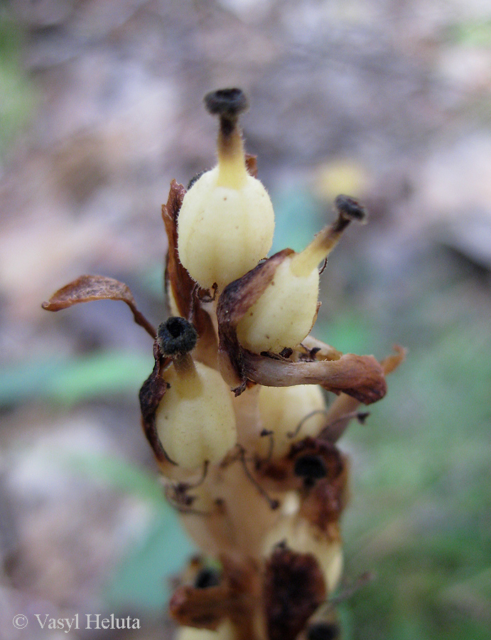 Изображение особи Hypopitys monotropa.