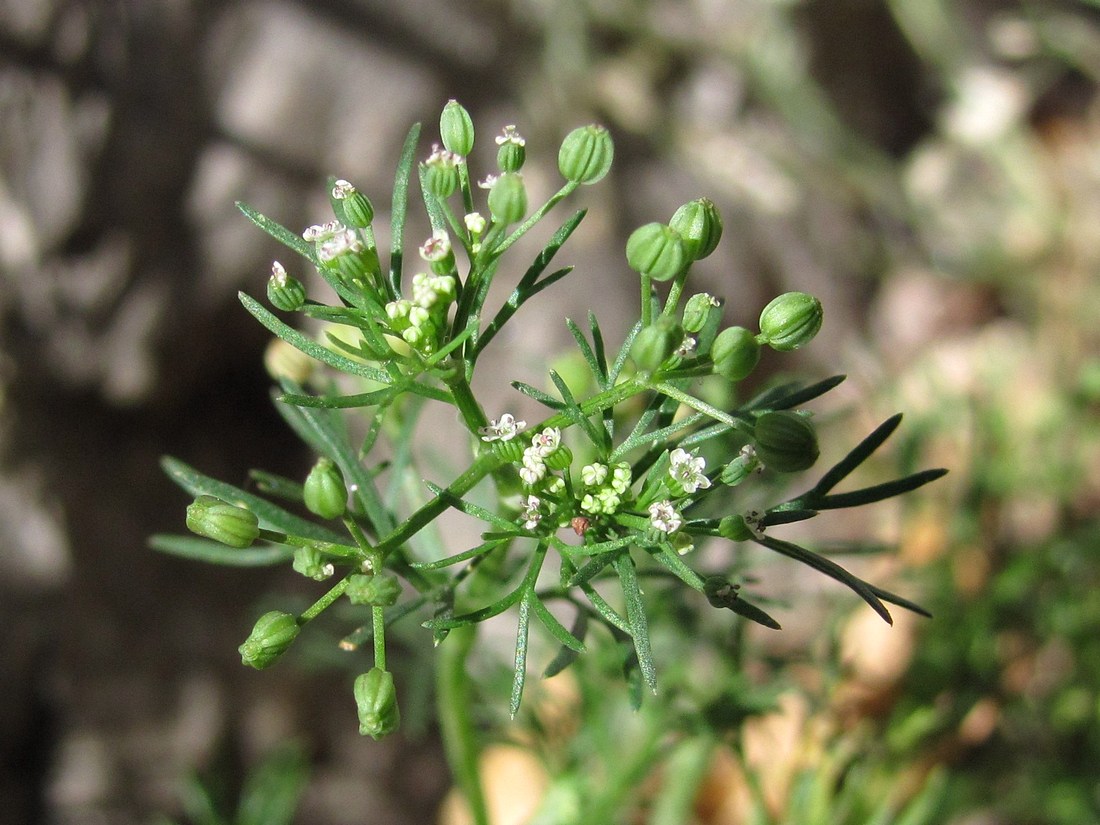 Изображение особи Cyclospermum leptophyllum.