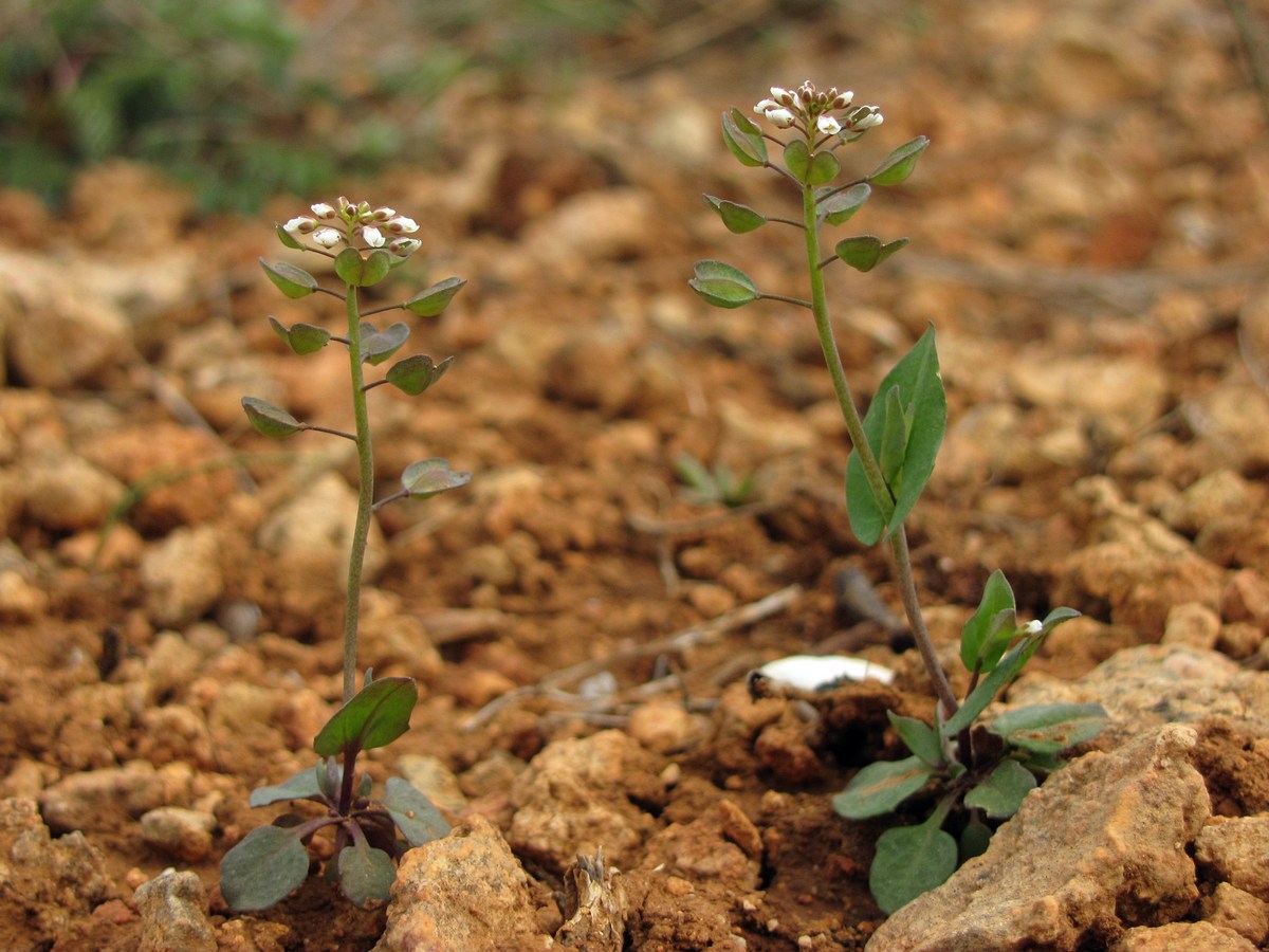 Изображение особи Microthlaspi perfoliatum.