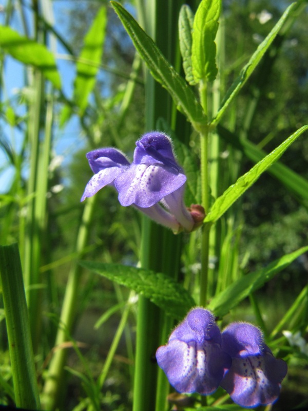 Image of Scutellaria galericulata specimen.