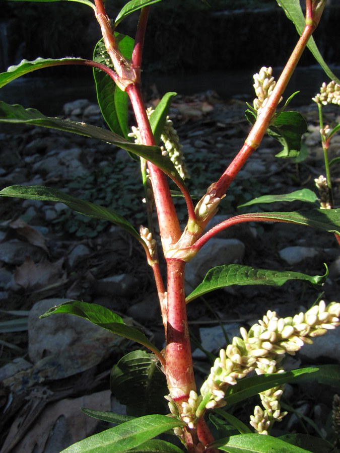 Image of Persicaria lapathifolia specimen.