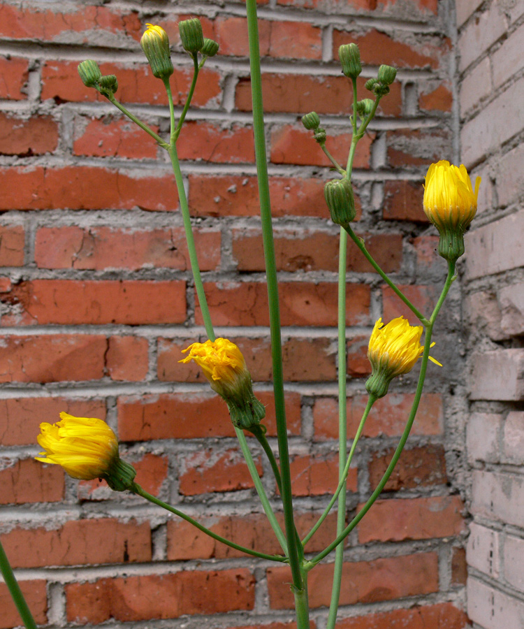 Изображение особи Sonchus arvensis.