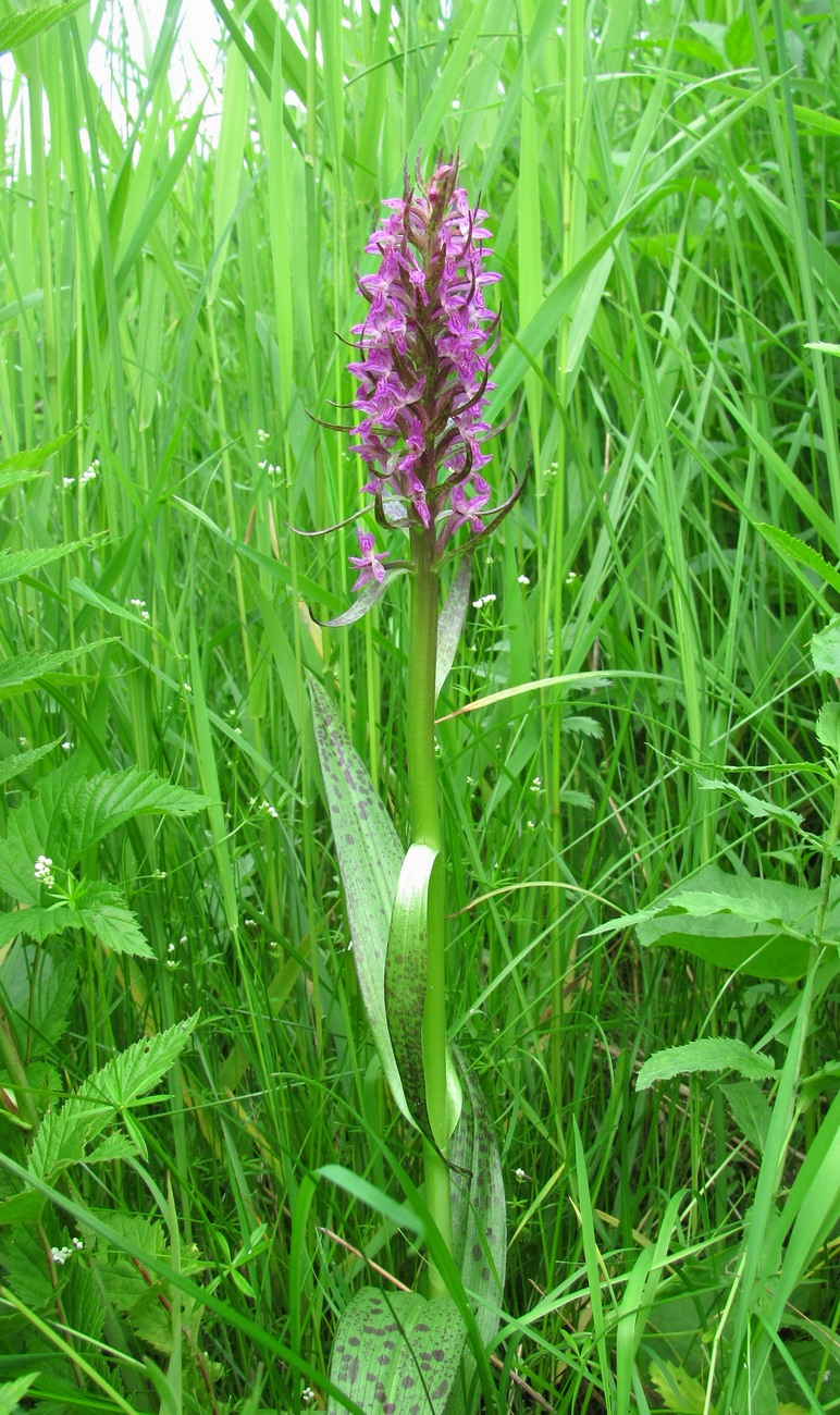 Изображение особи Dactylorhiza incarnata.