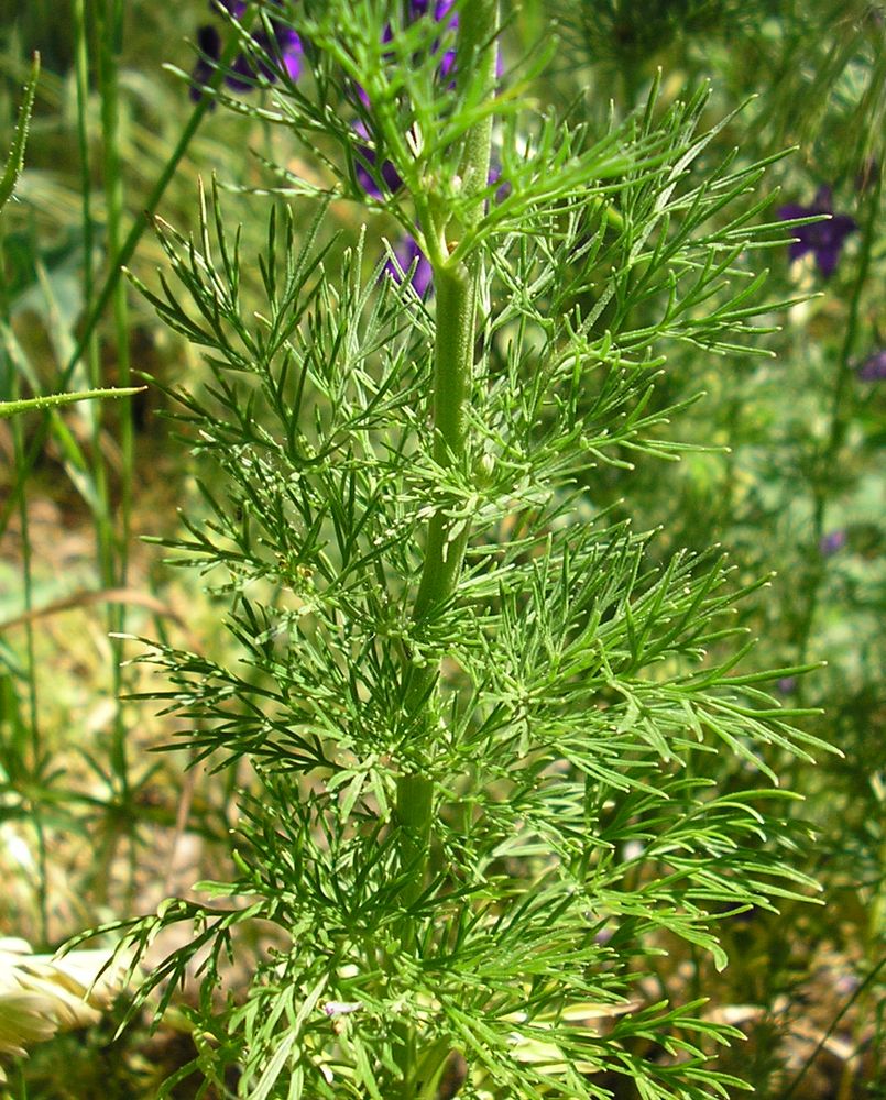 Image of Delphinium hispanicum specimen.