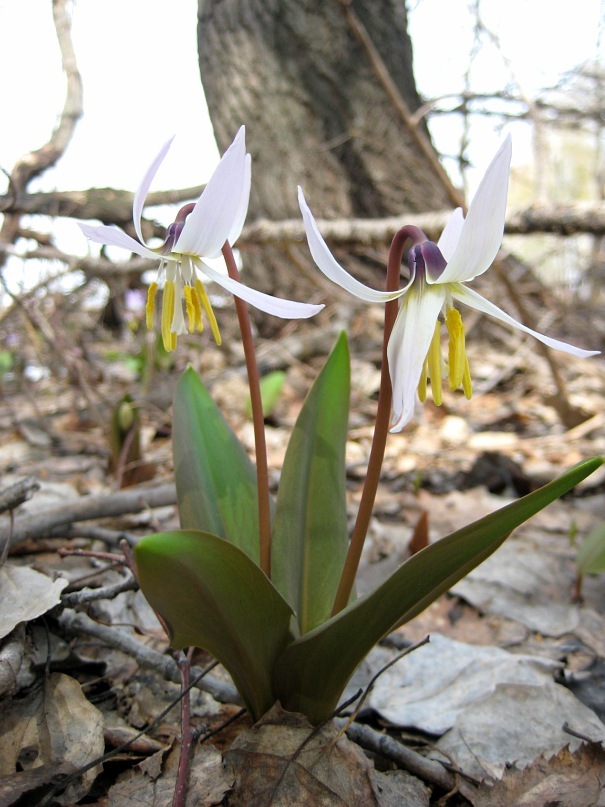 Image of Erythronium sibiricum specimen.